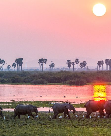 3 days Southern Tanzania Safari