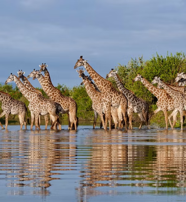 An Authentic Tanzanian Safari Experience With Bull and Bear Travels & Tours takes you to the Northern & Southern Tanzania