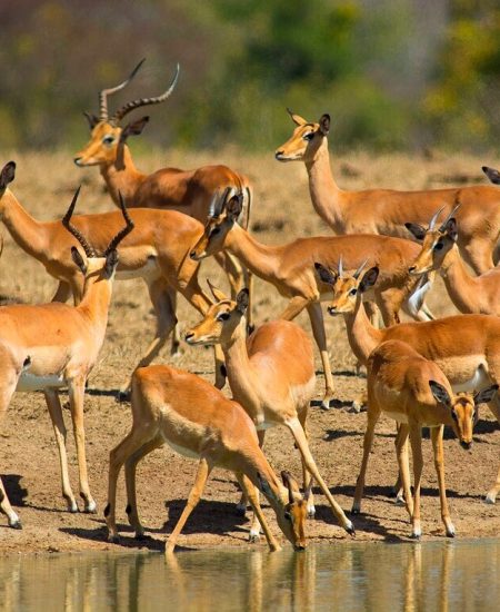 Mikumi-National-Park