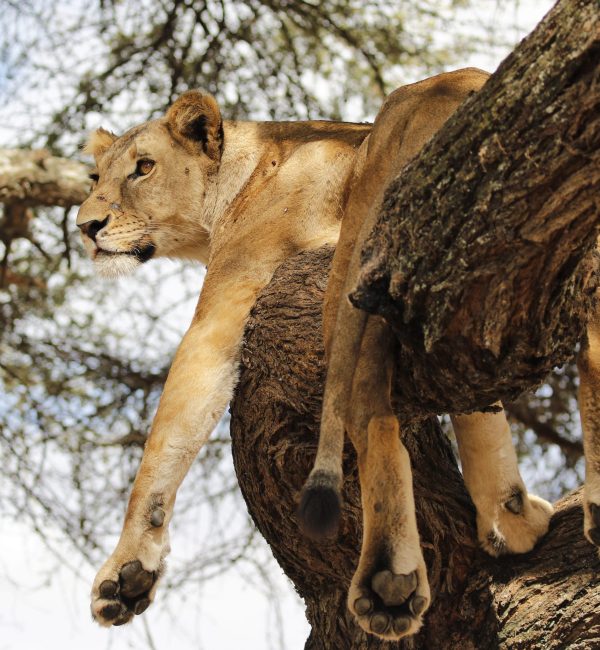 tree-climbing-lions
